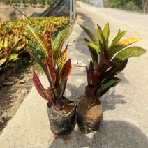 变叶木7斤袋，各种规格，大量低价出售
