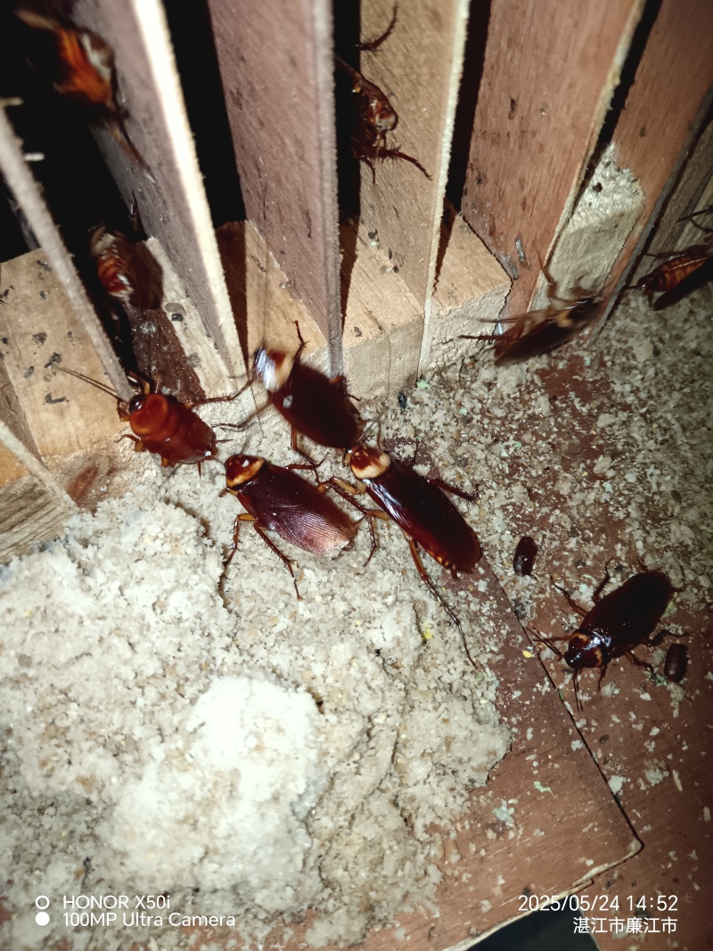 蟑螂,美洲大蠊干品,卵巢,活体