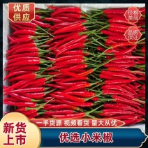 辣椒小米椒鲜辣椒大量上市量大从优保质保量欢迎老板咨询