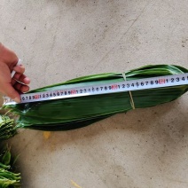 粽叶大量上市产地直销量大从优运费可聊欢迎咨询