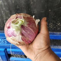 【甄选二红洋葱】现货现发品质保障诚信至上各种洋葱