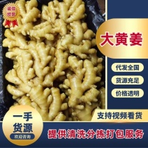 山东优质大黄姜姜种价格便宜货源充足。出芽旺盛。