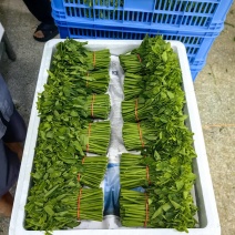 树仔菜