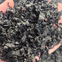 电商款裙带菜，螺旋藻裙带菜展会地摊电商淡L级M级