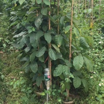 紫花风铃木1公分
