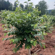 樱花邹家苗圃基地大的量供应欢迎老板来电洽谈