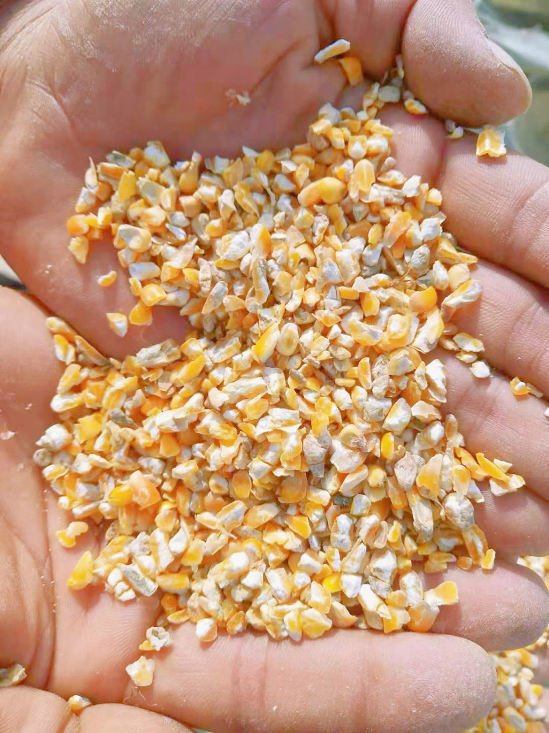 养殖碎玉米过筛粮可替代好玉米使用节约养殖成本常年大量现货