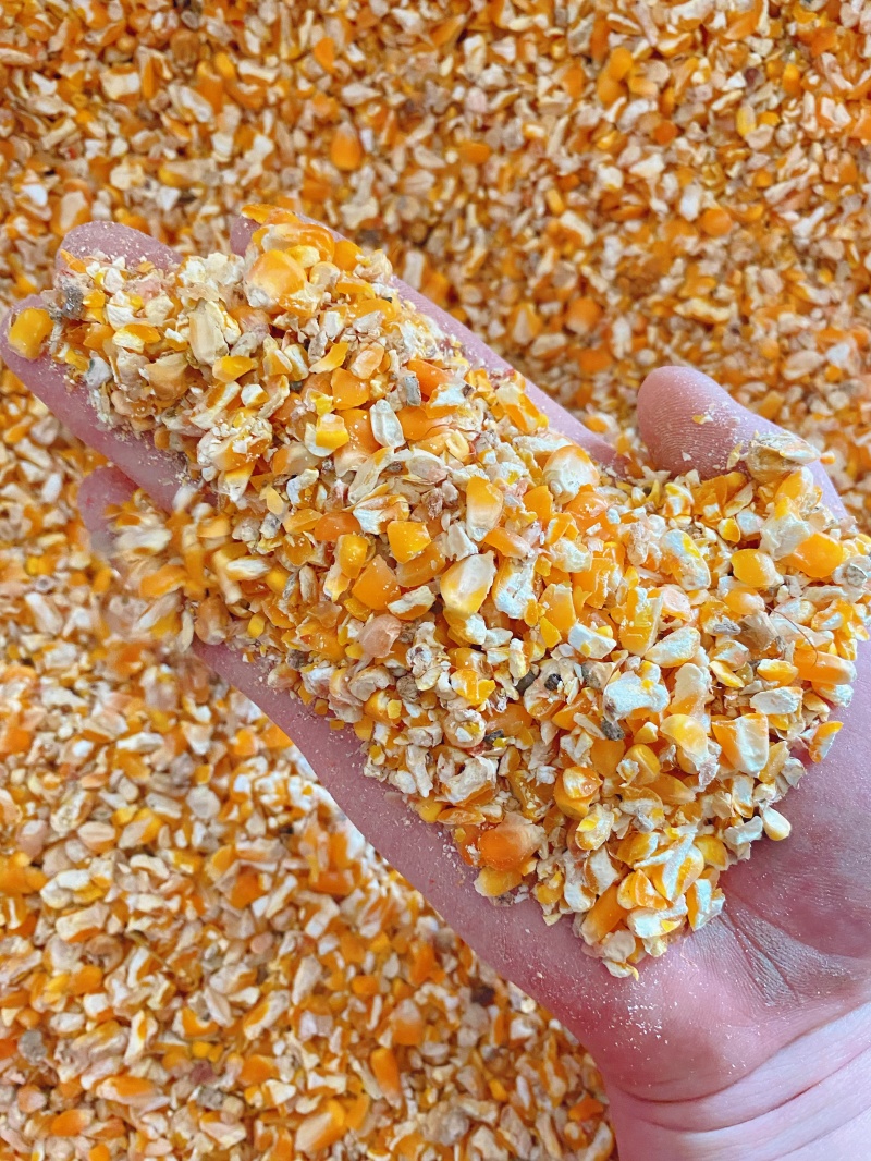 养殖碎玉米过筛粮可替代好玉米使用节约养殖成本常年大量现货