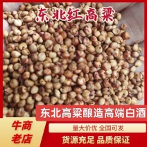 酿酒用红高粱东北高粱价格实惠出酒率高货诚信经营欢迎您