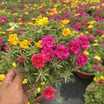 190重瓣太阳花品质保证基地直发大量有货