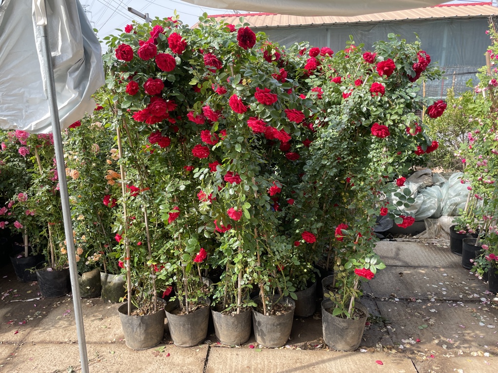 红双喜月季植株特写,展示其强壮的枝条与深绿色叶片 红双喜月季植株特写