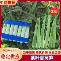 紫叶香莴笋大量上市了货源充足现采现发全国代发货