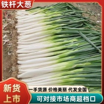 2026山东费县铁杆大葱产地一手货源品质保障服务一条龙