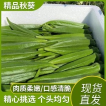 精品秋葵静心挑选一手货源对接电商直播全国走货等