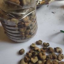 非洲带壳腰果