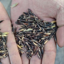 黑燕麦