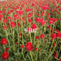 四季花种子千日红百日红火球庭院景观绿化花卉易活花籽千日紫