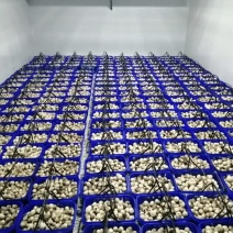草菇鲜货