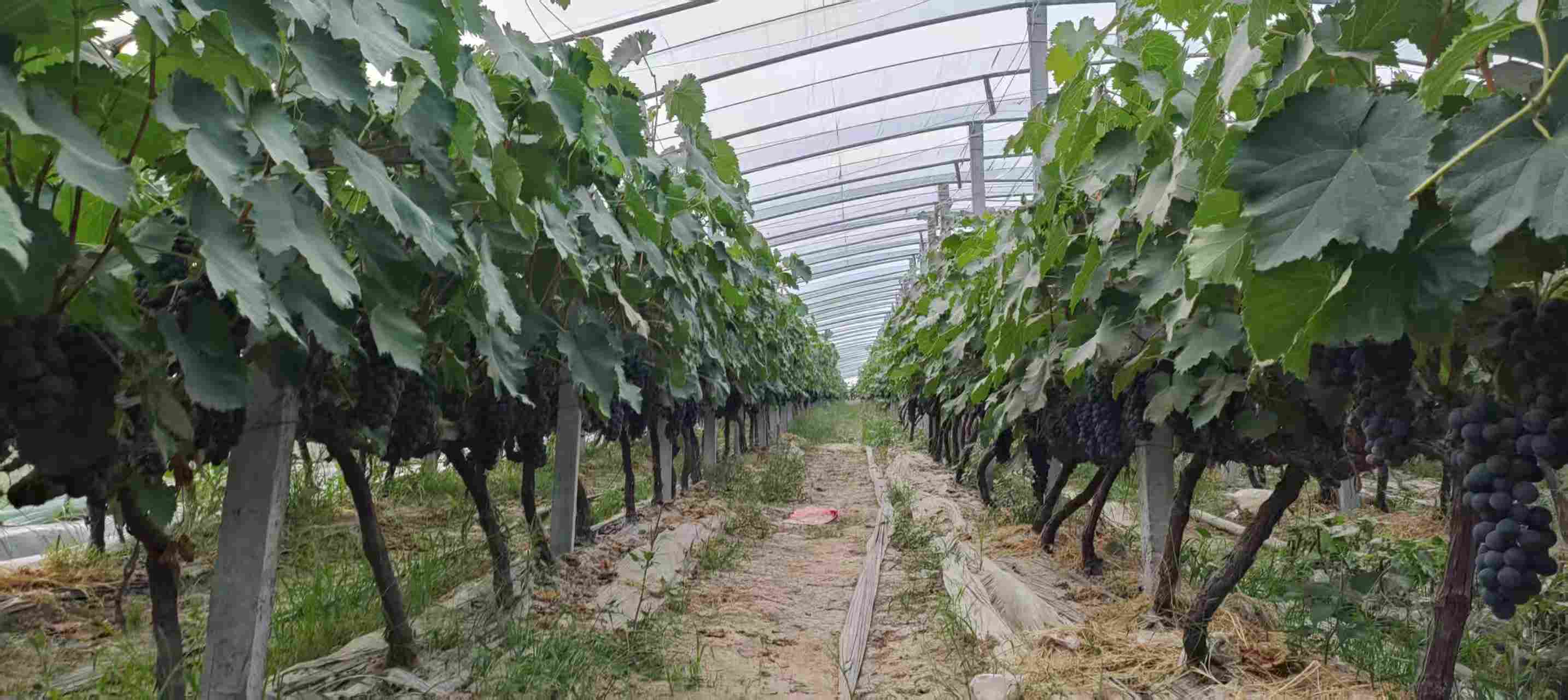 夏黑葡萄种植园,展示其果穗紧密、果色深黑的特征 夏黑葡萄果园种植图