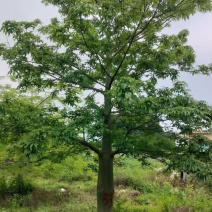 大腹木棉