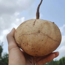 正品春季水果新鲜凉薯地瓜土瓜现挖白地瓜脆甜四季广东沙葛白心