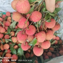 正宗茂名高州柏桥白糖罂荔枝5斤起发货