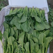 菠菜