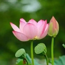 湖南永州荷花，现摘现发