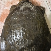 甲鱼5斤左右