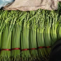 茼蒿产地直供大量供应优质茼蒿