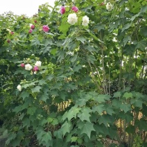 木芙蓉，单杆丛生木芙蓉，基地常年批发。各种规格。