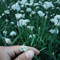 ***韭菜花大量上市。
