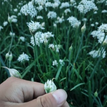 特别好的韭菜花，味道纯正，天然