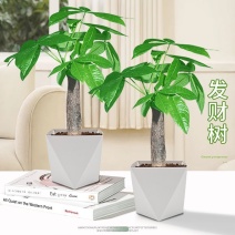 发财树盆栽植物室内客厅办公室桌面***小盆景四季常青好养好活