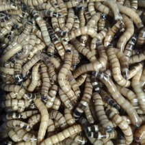 【优质推荐】蛋白虫大量有货一手货源量大从优运费可谈
