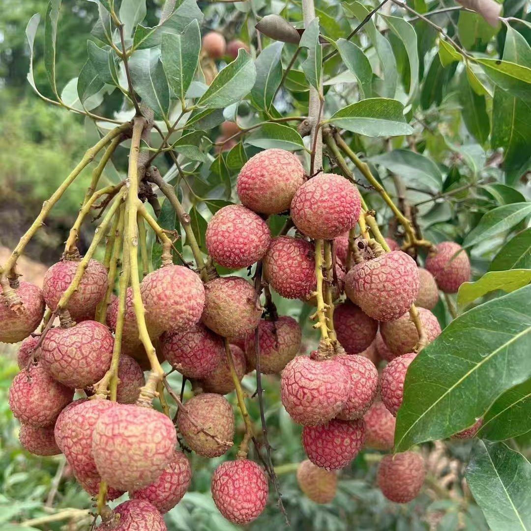 [白糖罂荔枝批发]广东茂名电白区荔枝 7.50元/斤广东精品荔枝 _ 一亩田