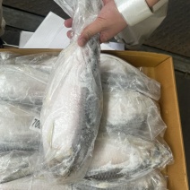 时鱼石鱼鲥鱼700/1000