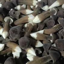 湖南江华食用菌基地大量供应黑皮鸡枞菌品质保障基地直发