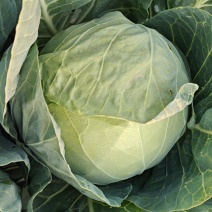 山东橄榄菜好品种脆