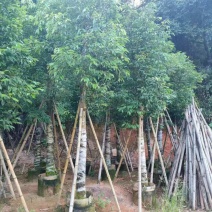 天竺桂阴香12公分
