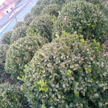 自家种植卫矛球