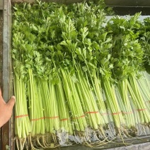 芹菜精品水芹基地一手货源对接电商市场商超