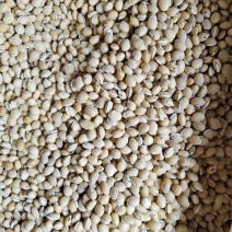 白扁豆炒白扁豆新货白扁豆各种规格齐全散装批发