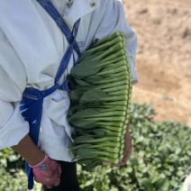 宁夏尖叶菜心