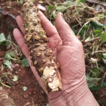 【精品】高海拔精品优质山葵自家种植质量保障诚信经营