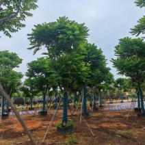 麻楝大量有货基地直供整车发货价格可谈