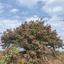 红王子锦带