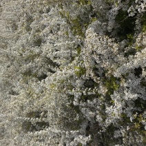 干支雪柳基地直发产地供应现用现割包开花