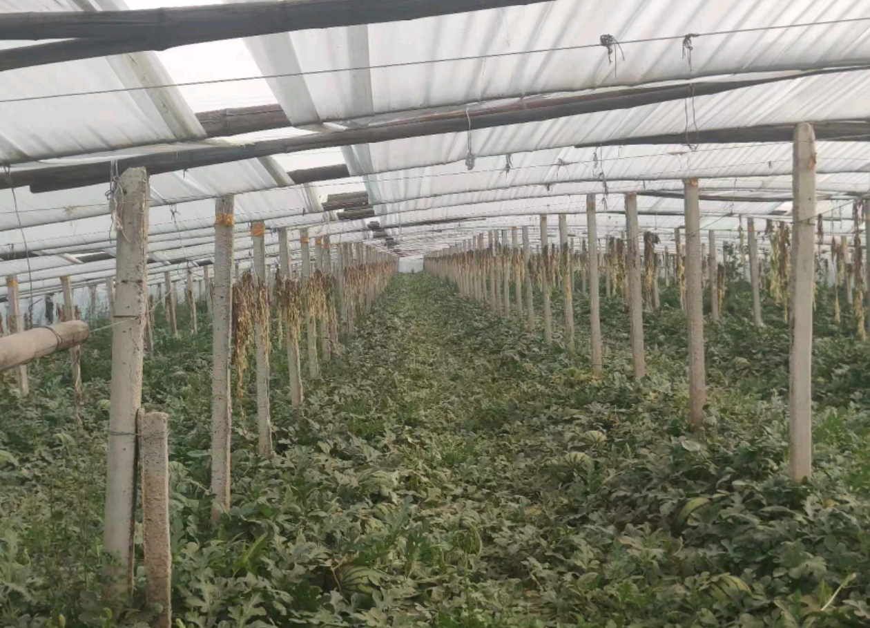 麒麟西瓜种植技术培训现场