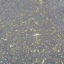 油菜籽